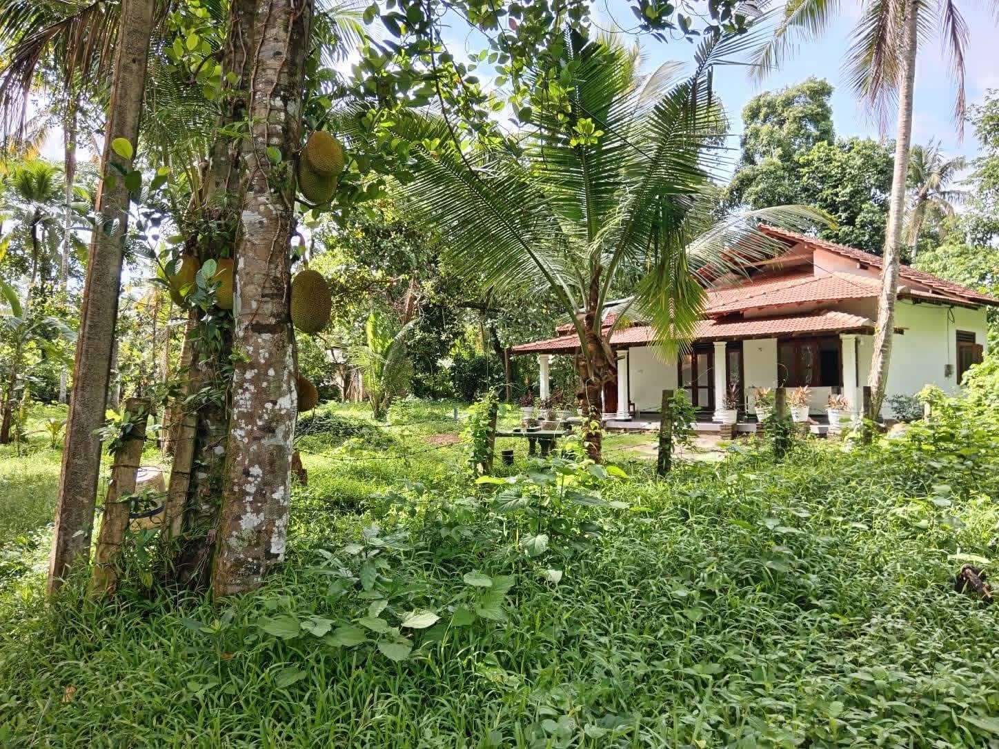 කටුනායක ආඩියම්බලම ජපන් පන්සල අසල  කාමර දෙකක වායු සමනය කරන ලද  hot water සහිත   සුපිරි නිවස
