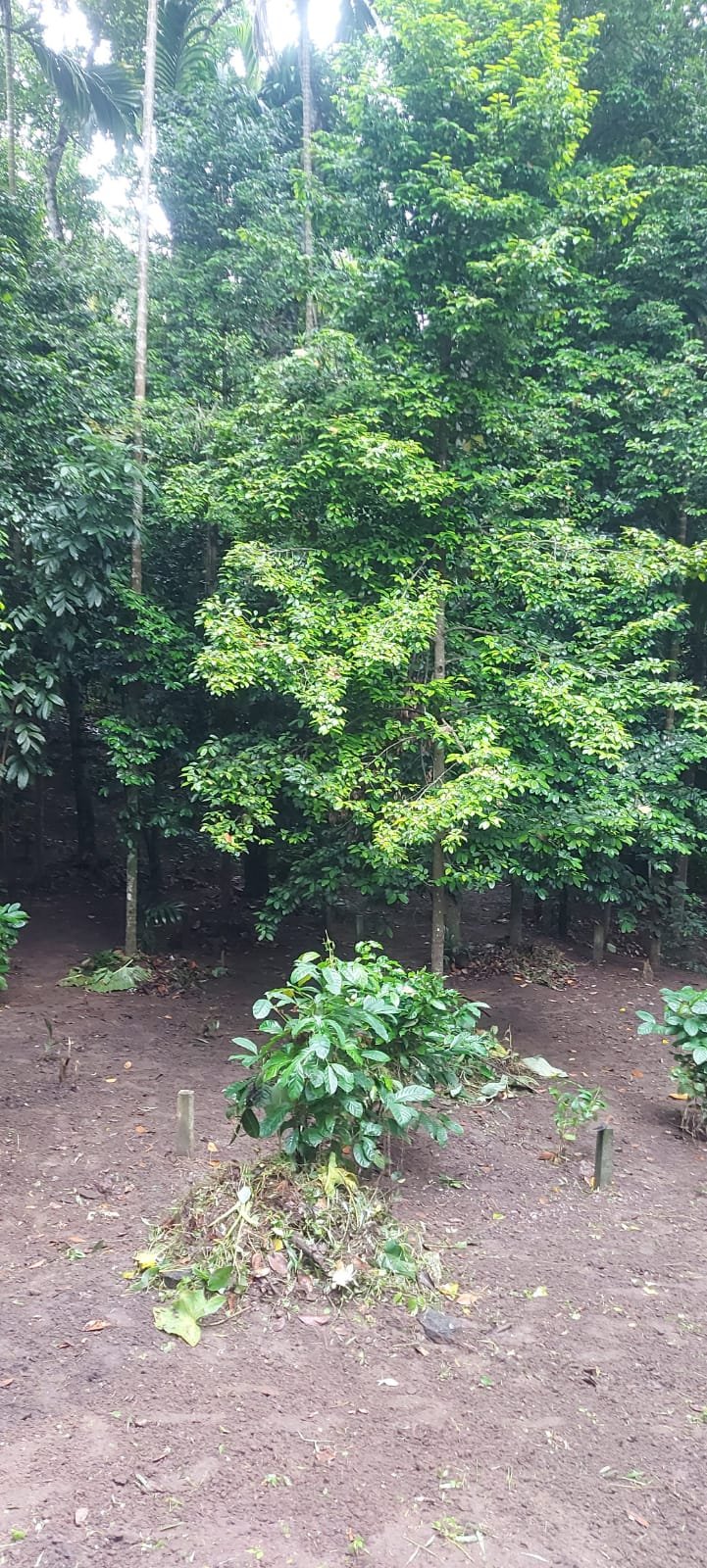 Land for Sale in Pilawala, Kandy