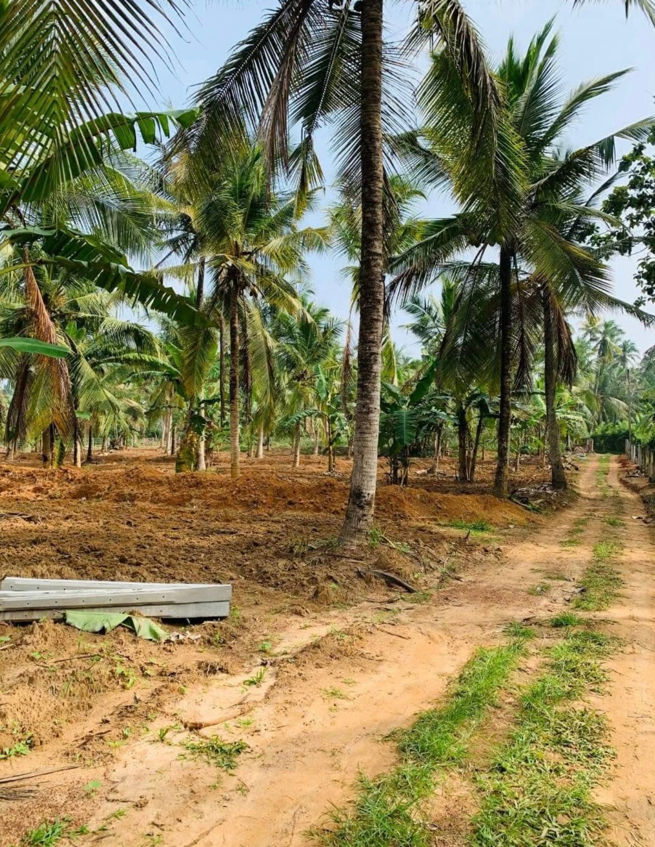 පොල් ඉඩමක් ඉක්මනින් විකිණීමට