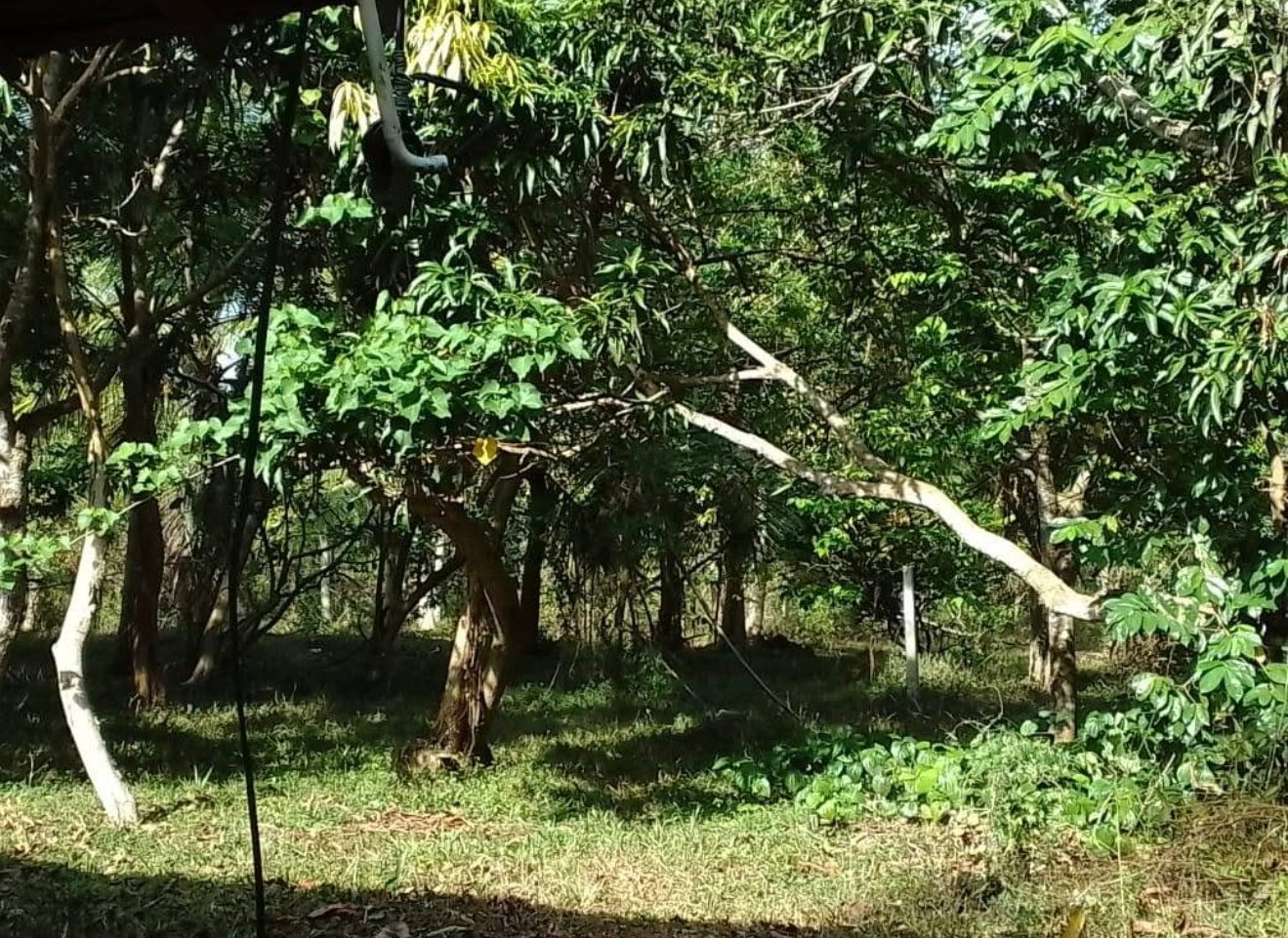 තංගල්ල  වීරකැටිය ප්‍රදාන  පාරට  900m දුරින් පර්චස්  26 පොල් ඉඩමක්