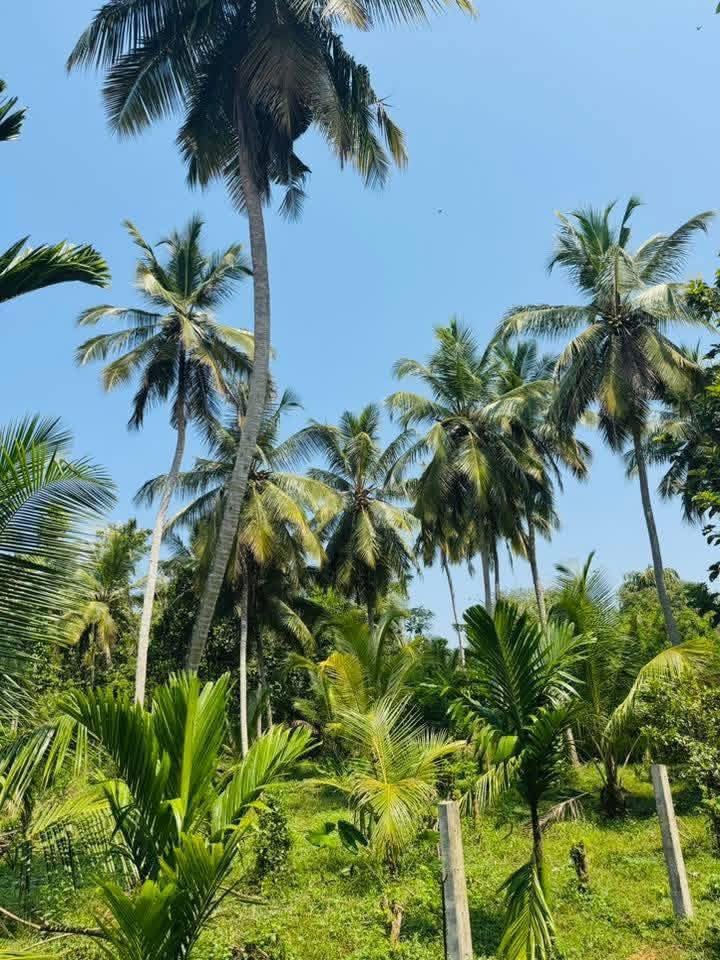 ඇඹිලිපිටිය නගරසීමාවේ නිස්කලංක පරිසරයක  පර්ච්ස් 30 ක් විකිණීමට