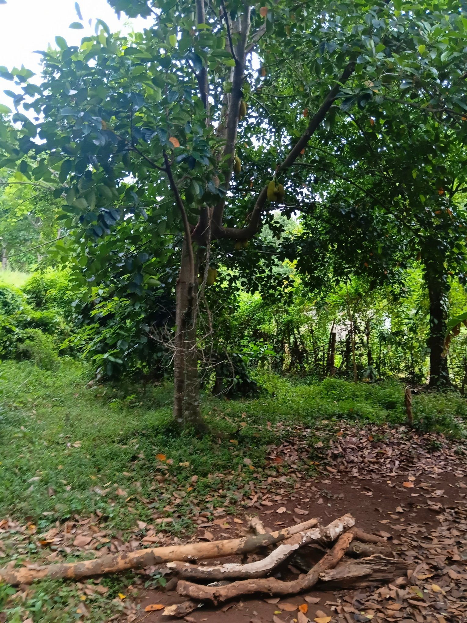 මාතලේ  පර්චස් 20ක අගනා බිම් කොටසක් විකිනීමට ඇත